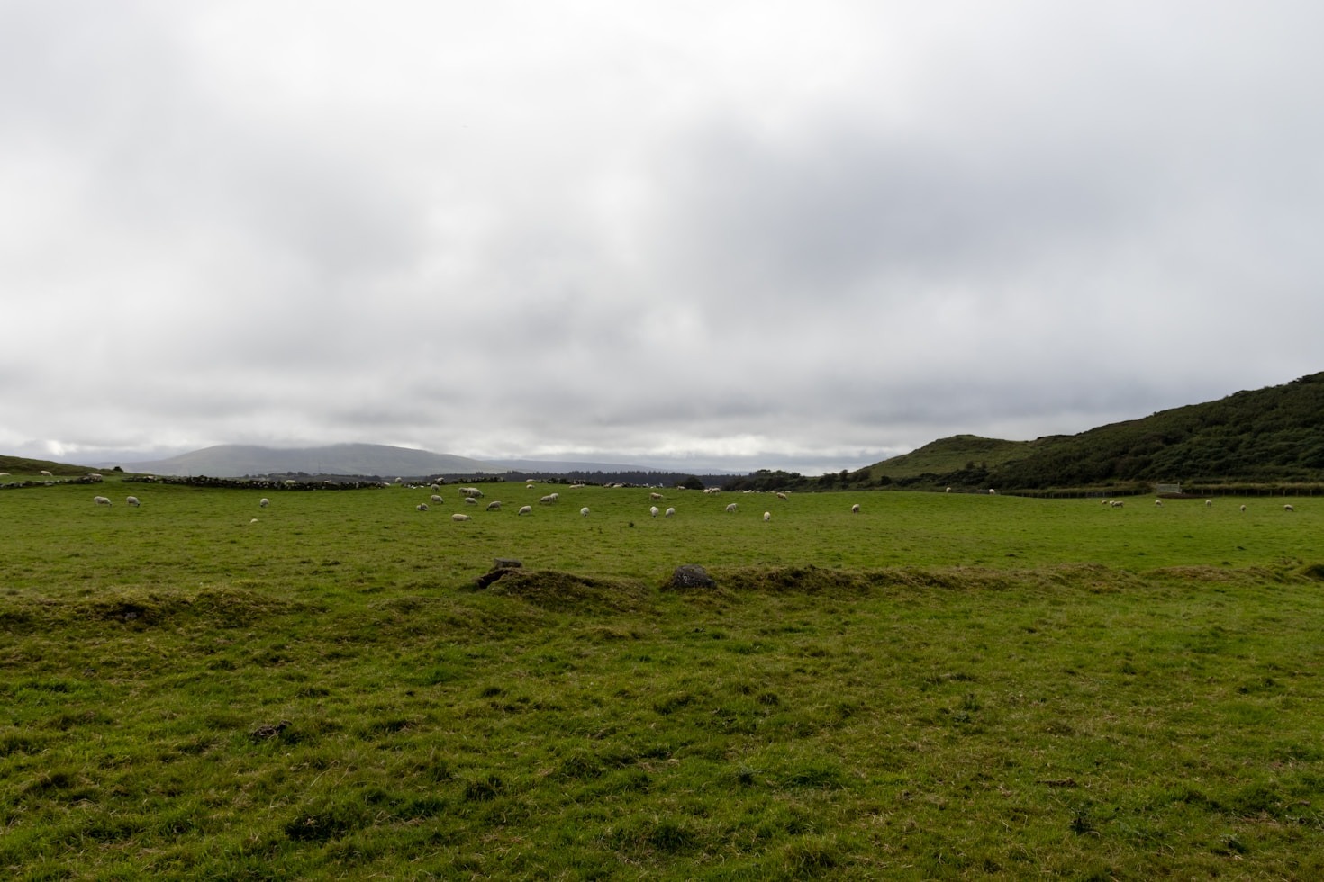 Cómo el pastoreo extensivo transforma el paisaje rural