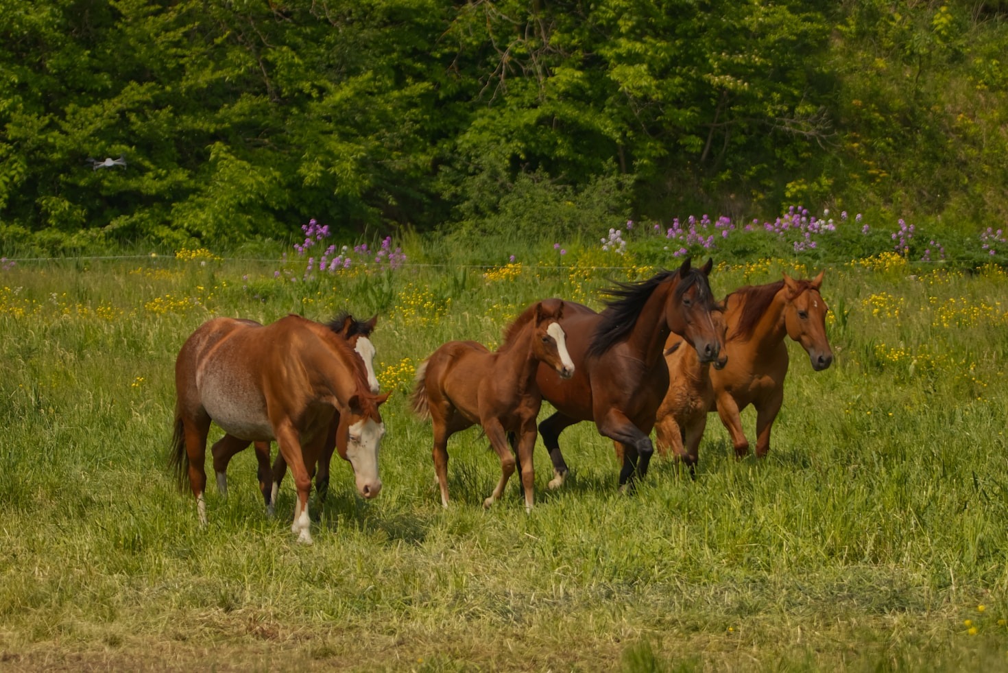 Historias de convivencia entre burros y caballos