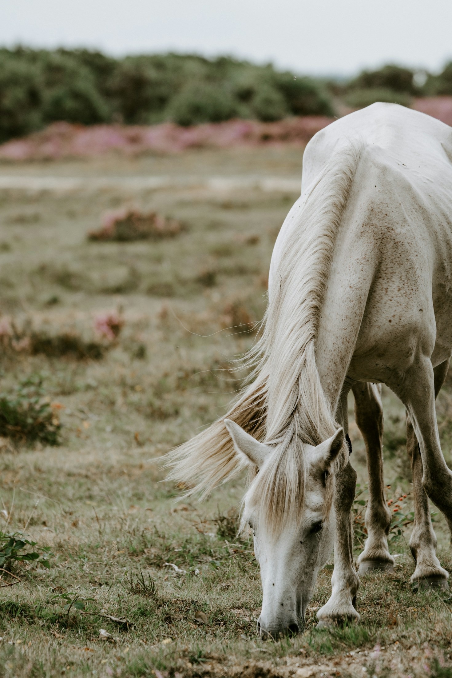 Beneficios ecológicos de mantener el ganado tradicional